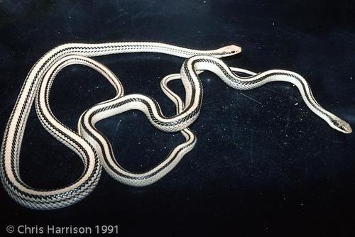 Eastern Patch-nosed Snake