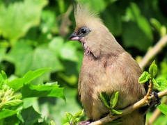 Colius striatus minor