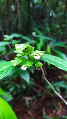 Round-leaved Herpetacanthus (Herpetacanthus rotundatus)