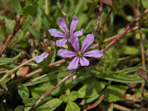 Lythrum flagellare Shuttlew. ex Nieuwl.