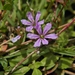 Lythrum flagellare - Photo (c) Sharpj99,  זכויות יוצרים חלקיות (CC BY-NC-SA)