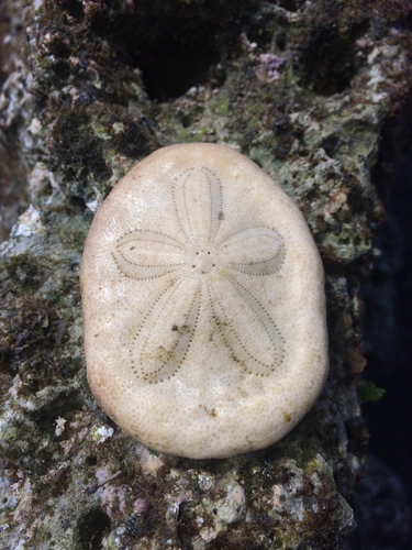 Clypeaster reticulatus