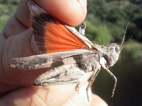 Platte Range Grasshopper