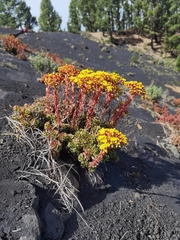 Aeonium spathulatum image