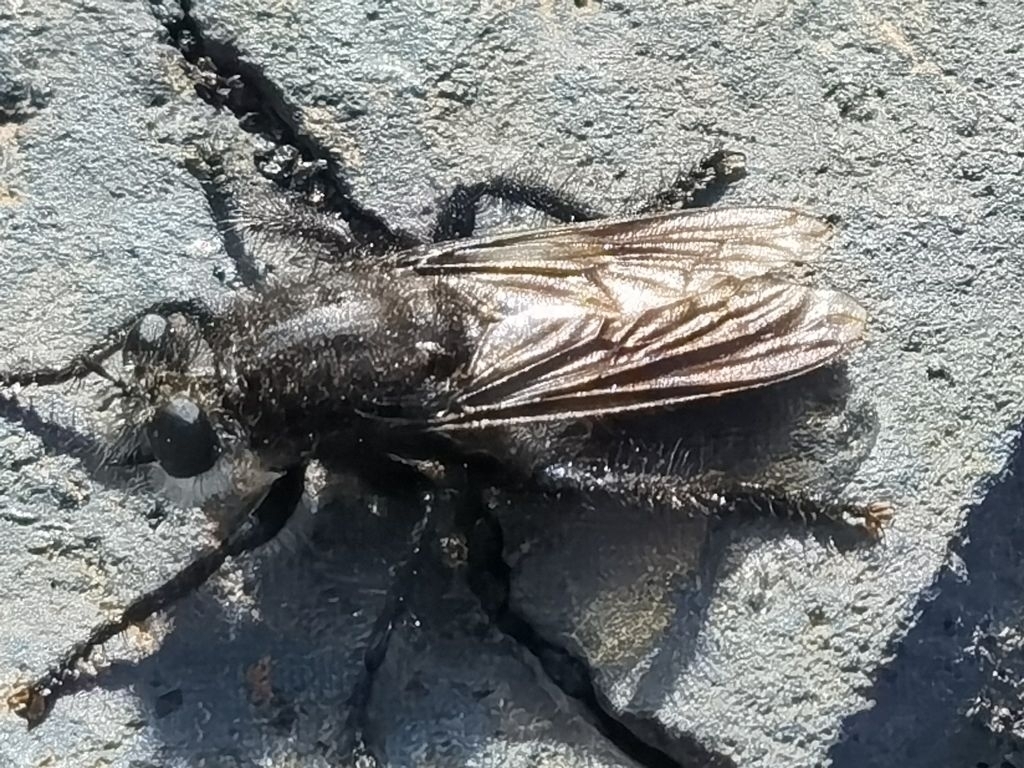 Andrenosoma jenisi