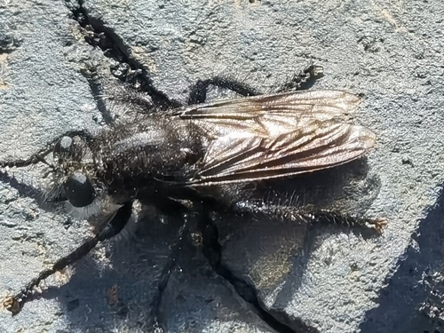 Andrenosoma jenisi