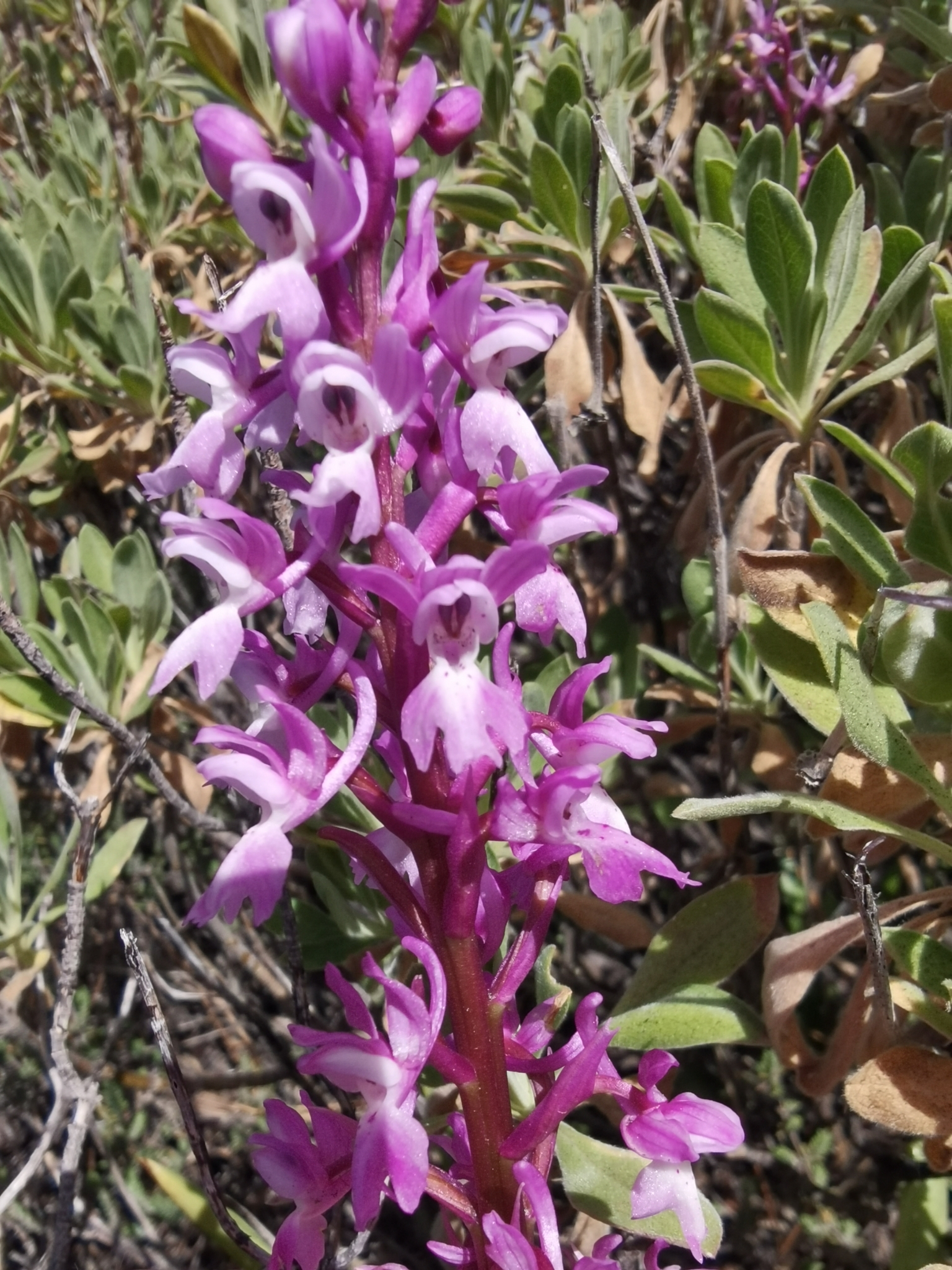 Orchis mascula