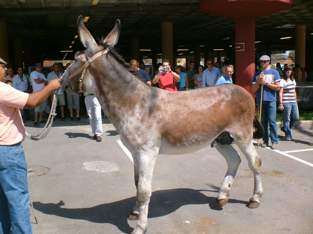 asno (Equus asinus) · NaturaLista Colombia