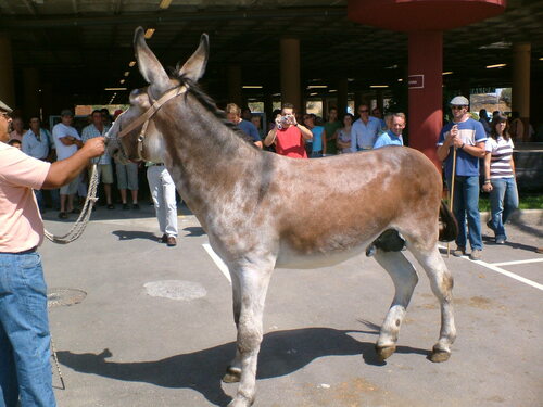 Donkey
