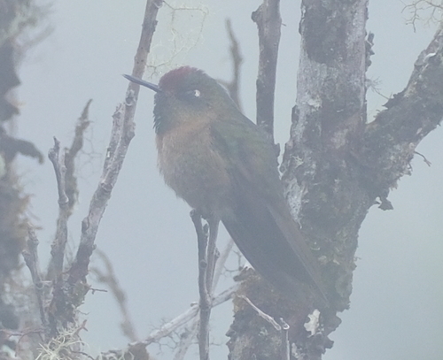 Rufous-capped Thornbill (Chalcostigma ruficeps), photo 3