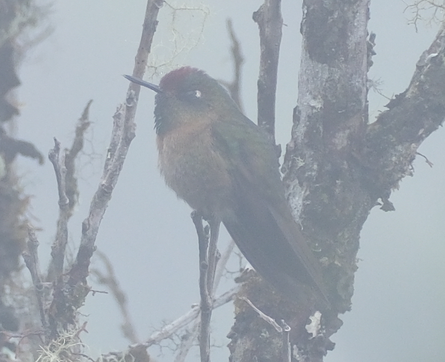 Rufous-capped Thornbill (Chalcostigma ruficeps), photo 3
