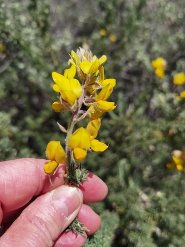 Image of Adenocarpus foliolosus by no rights reserved
