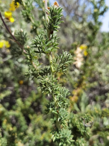 Image of Adenocarpus foliolosus by no rights reserved
