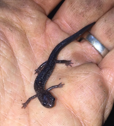 Plethodon wehrlei