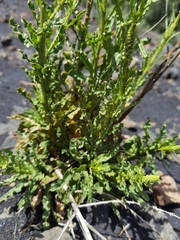 Reseda luteola image