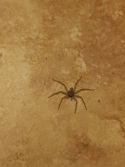 Araneae