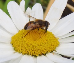 Eristalis tenax