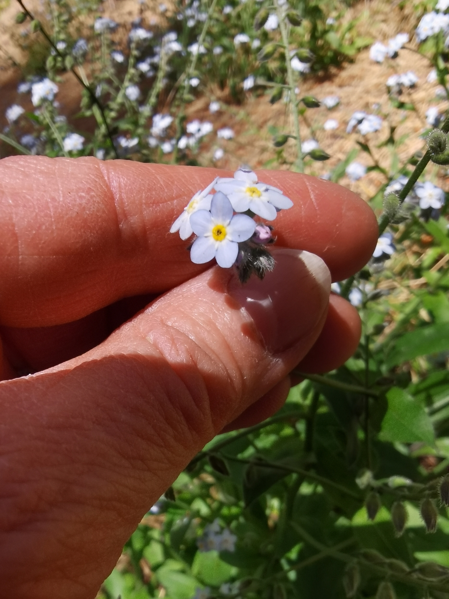 Myosotis latifolia