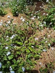 Myosotis latifolia image