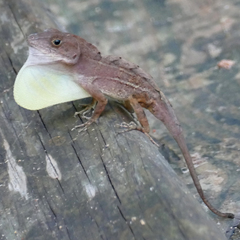 Large-Headed Anole photo 3