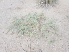 Dalea lanata terminalis