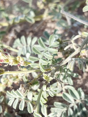 Dalea lanata terminalis