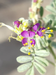 Dalea lanata terminalis