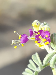 Dalea lanata terminalis