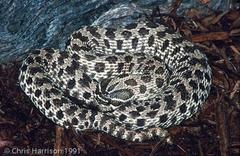 Heterodon nasicus