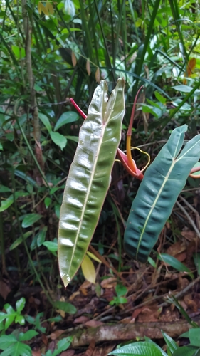 Philodendron billietiae (Philodendron billietiae)