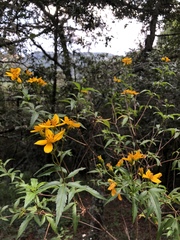 Electranthera mutica