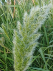 Polypogon monspeliensis image