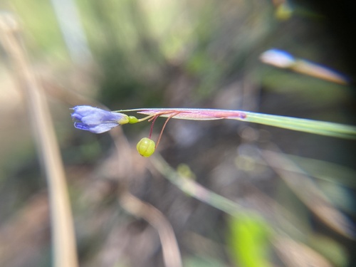 Sisyrinchium mucronatum iNat (1)