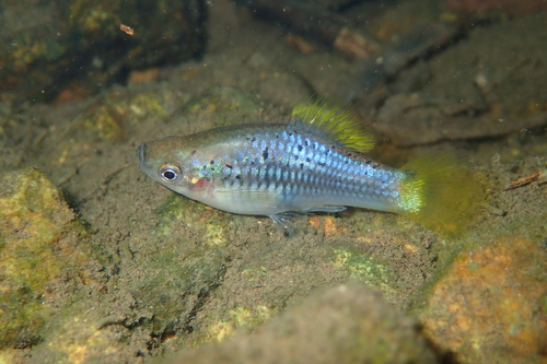 Variable Platyfish