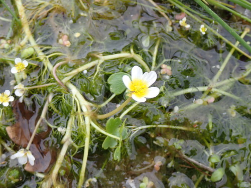 Image of Ranunculus peltatus by (c) David Delon, some rights reserved (CC BY)