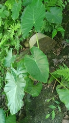 Alocasia odora