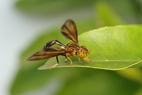 Hybobathus arx