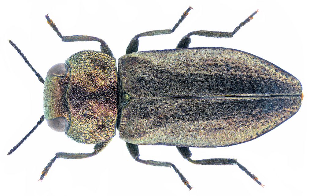 Anthaxia funerula