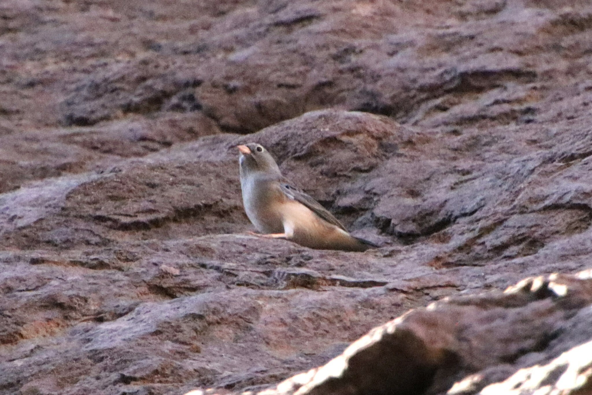 Band-tailed Sierra Finch illustration