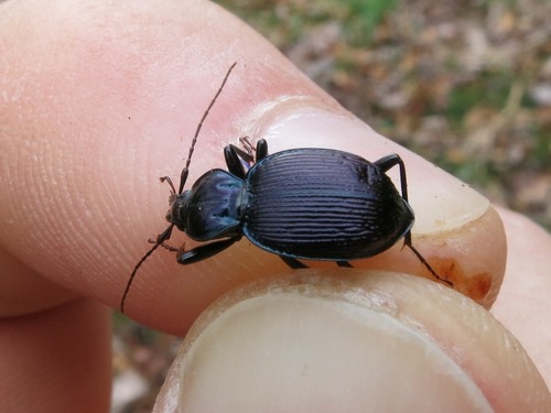 Sphaeroderus canadensis canadensis