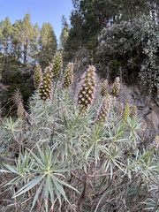 Echium virescens image