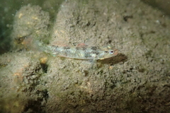 Rhinogobius duospilus