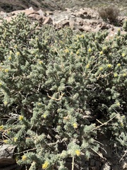 Adenocarpus viscosus image