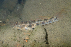 Rhinogobius similis