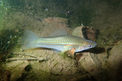 Xiphophorus hellerii