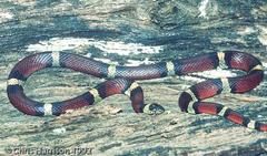 Lampropeltis gentilis