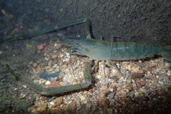 Macrobrachium formosense