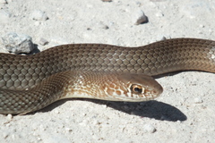 Neotropical Whip Snake photo 5