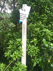 Melicytus ramiflorus ramiflorus