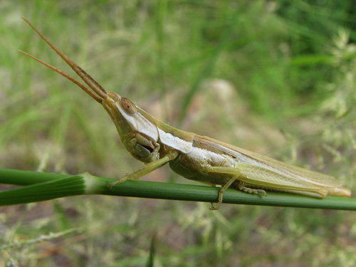 Pale Toothpick Grasshopper